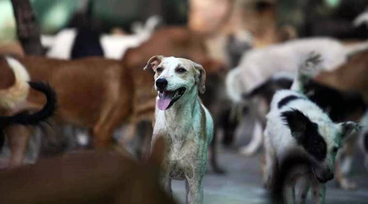 बंगाल के शहर में 3 दिनों में 200 से अधिक कुत्तों को मृत पाया गया
